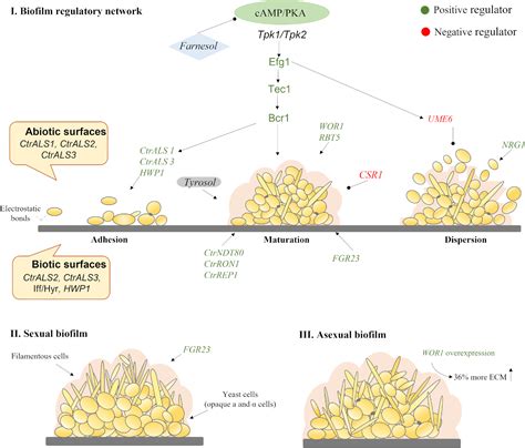 Adhesion And Biofilm Formation By The Opportunistic Pathogen Candida