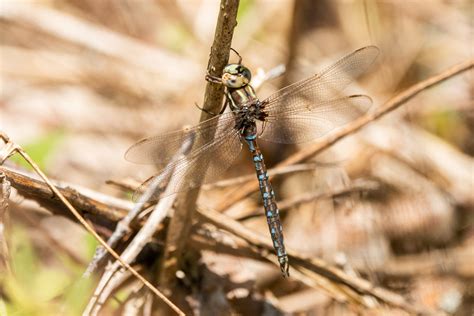 Springtime Darner From Garrett County MD USA On May 21 2023 At 12 06