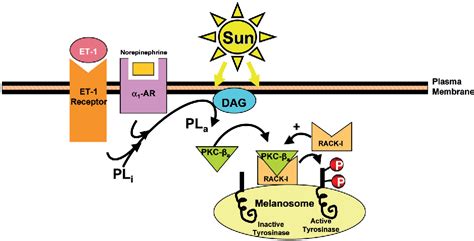 Melanogenesis Pathway | Semantic Scholar