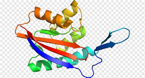 Organism Line Line Area Art Artwork Png PNGWing