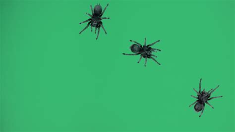 FEAR-OF-SPIDERS Footage, Videos and Clips in HD and 4K - Avopix.com