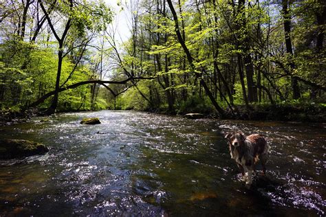 Mountain Creek Australian Shepherd Puppy Morgan Van Pelt Flickr