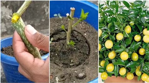 How To Propagate Lemon Tree From Cuttings With Aloe Vera With