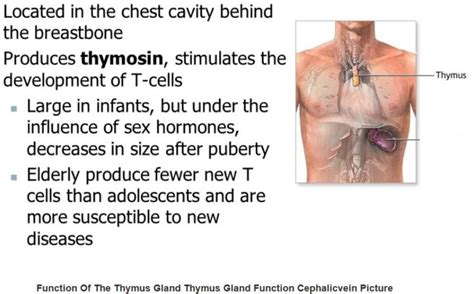 Anatomy The Thymus Gland Wise Mindbody Healing