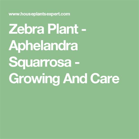 Zebra Plant Aphelandra Squarrosa Growing And Care Zebra Plant