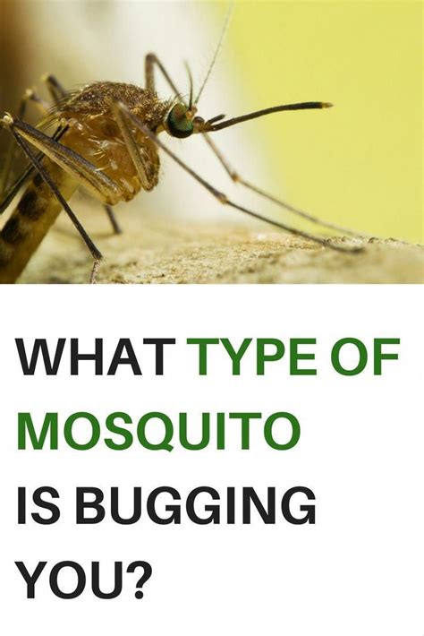 There Are Many Different Types Of Mosquitoes And The Diseases These Pests Can Carry Vary By