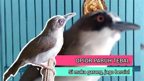 Opior Paruh Tebal Si Muka Garang Yang Jago Bersiul Youtube