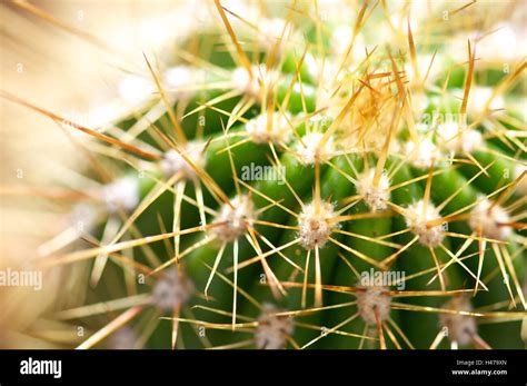 Cactus Spikes In Sunlight Close Up Cactaceae Echinoptis Candicans D Hunt Argentina Stock