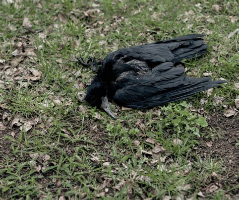 Dead Crow Meaning Symbolism: Understanding the Significance