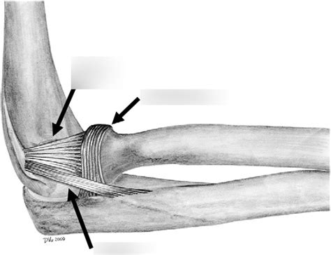 Osces Elbow Joint Exam Diagram Quizlet