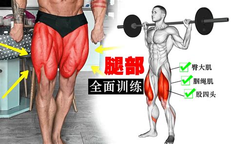 腿部增肌训练教你6组动作练出强壮的大腿肌肉哔哩哔哩bilibili