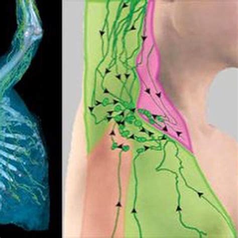 Clavicle Lymph Nodes