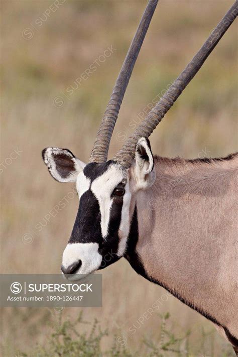 Gemsbok South African Oryx Oryx Gazella Kgalagadi Transfrontier Park