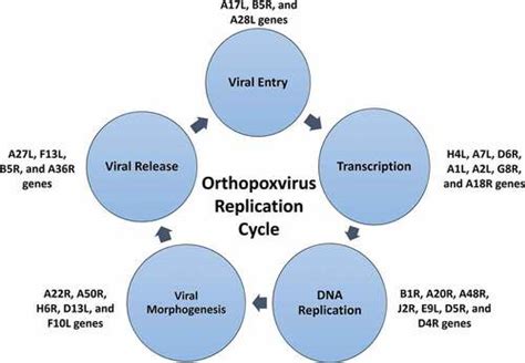 Full Article The Discovery Of Novel Antivirals For The Treatment Of