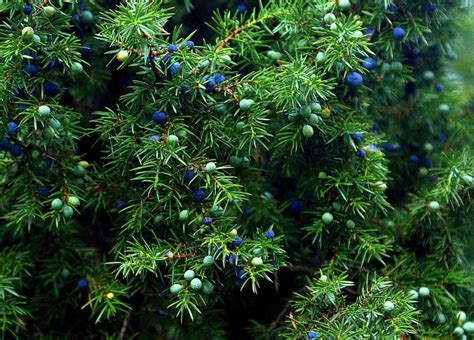 Different Types Of Coniferous Trees