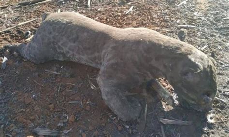 Animais S O Encontrados Mortos Ap S Inc Ndio Em Mato Grosso Jornal O