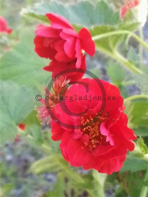 Köp Trädgårdsnejlikrot Geum 'Mrs J. Bradshaw' | Odlarglädjens plantskola