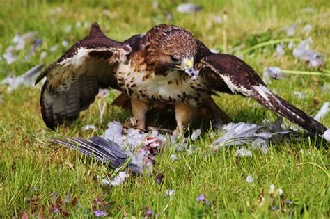 American Red Tailed Hawk Eating Its Prey Stock Photo Download Image