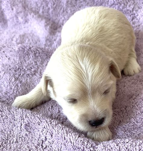 Jojo's Puppies — Beljala Kennels