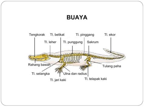 Rangka Hewan Vertebrata Koleksi Gambar