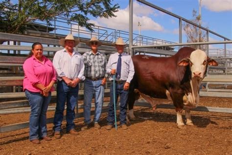 Brafords Hit Big Time At National Sale Australian Braford Society