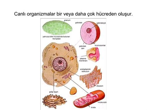 Histolojiye giriş ve epitel doku PPT