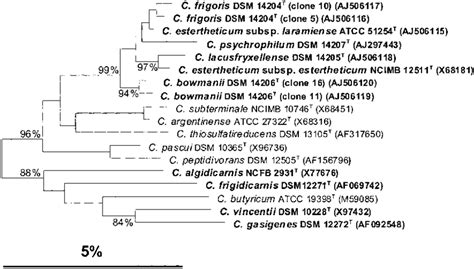 Phylogenetic Dendrogram Based On Almost Complete 16S RRNA Gene