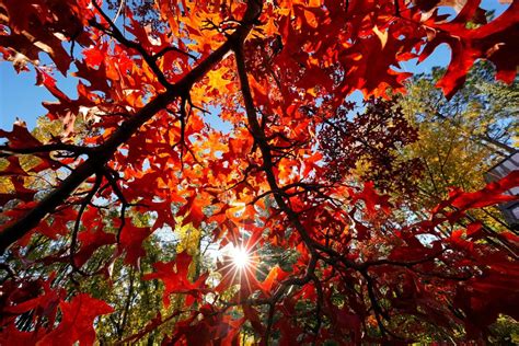 Fall colors 2023: Here are the best places to see the leaves change in ...