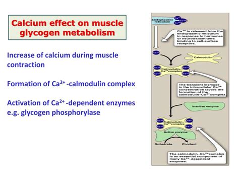 Ppt Energy To Skeletal Muscles Lecture 1 Glycogen Metabolism