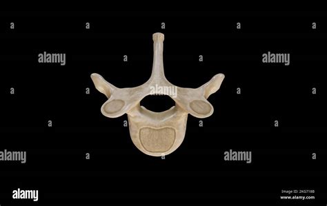 Superior View Of First Thoracic Vertebra T Stock Photo Alamy