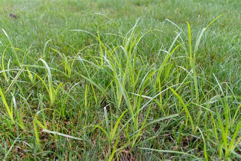 How To Get Rid Of Nutsedge Everything You Need To Know