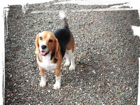 Chienne Beagle LOF tricolore à vendre Petite Annonce chien