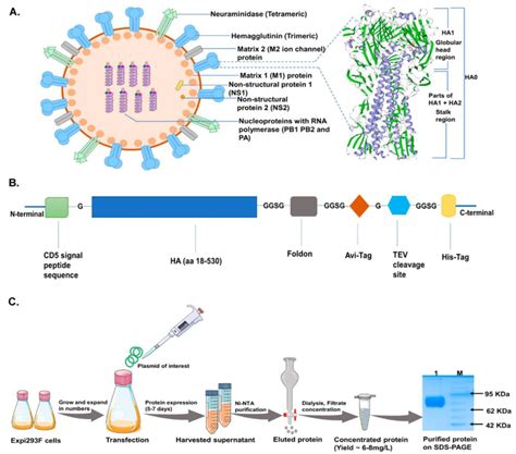 Vaccines Free Full Text Intradermal Immunization Of Soluble