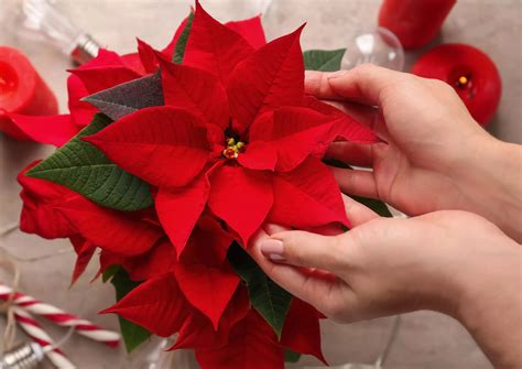 How To Keep Your Christmas Poinsettia Alive Houseplant Advice