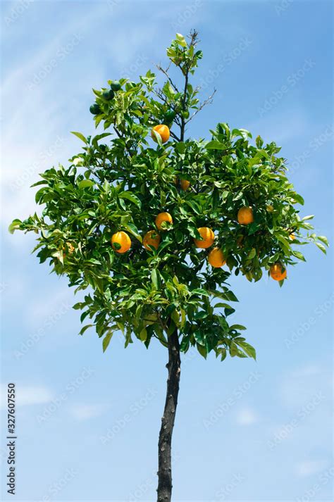 Orange tree with fruits Stock Photo | Adobe Stock