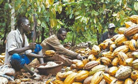 How Is Cocoa Pods Processed Cocoa Beans Processing