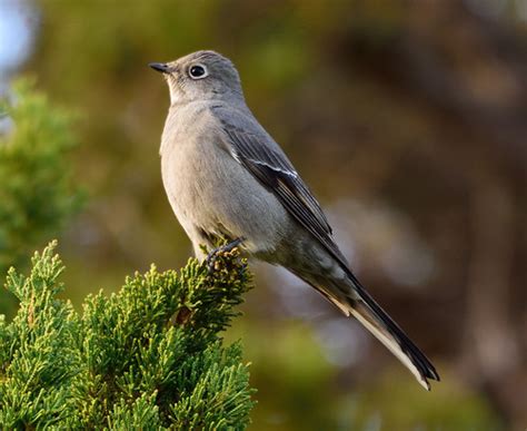 Townsend S Solitaire Winter Birds Of Alberta INaturalist Canada