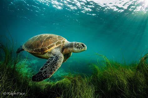 Green Turtle Research and Conservation in Southern California | NOAA ...