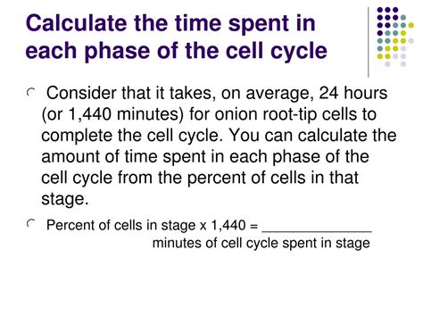 Ppt Stages Of Mitosis Powerpoint Presentation Free Download Id9681534