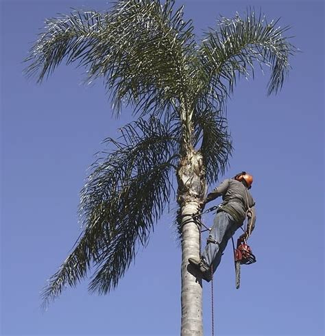 Tree Loppers In Ipswich