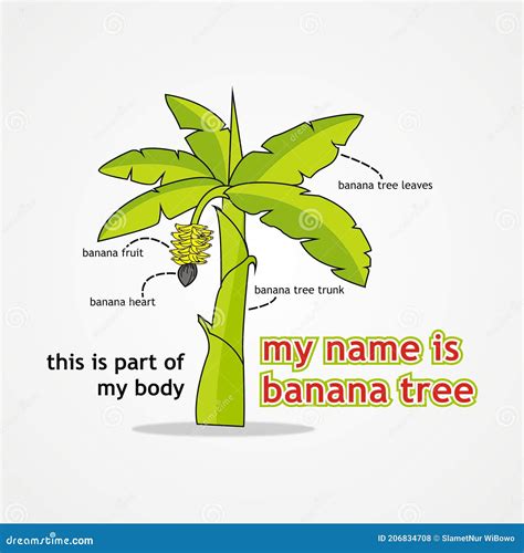 Banana Tree Illustration And Part Name Of Banana Tree Stock