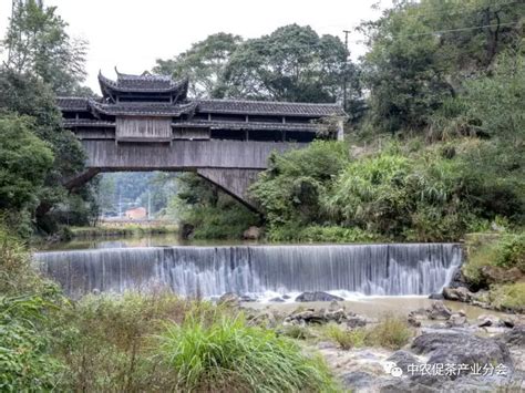 多彩茶乡丨福建寿宁：“廊桥水乡，状元故里” 赏非遗，享山水福地