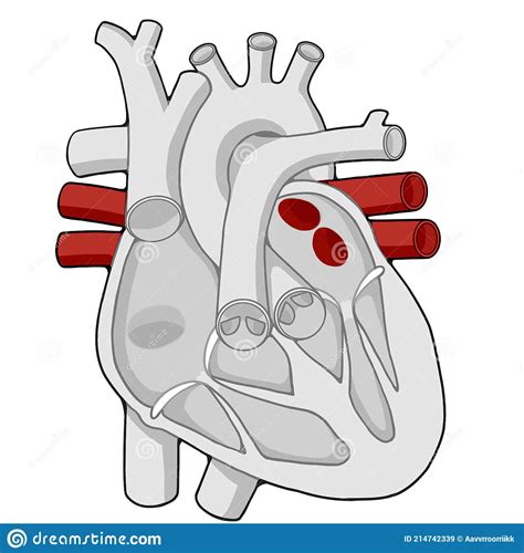 Pulmonary Veins Diagram