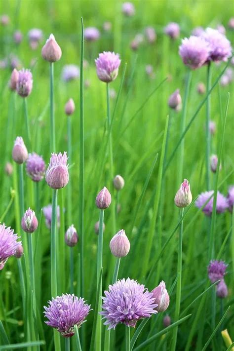 How To Grow Chives Artofit