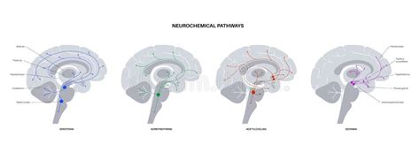 Ventral Striatum Stock Illustrations – 33 Ventral Striatum Stock Illustrations, Vectors ...