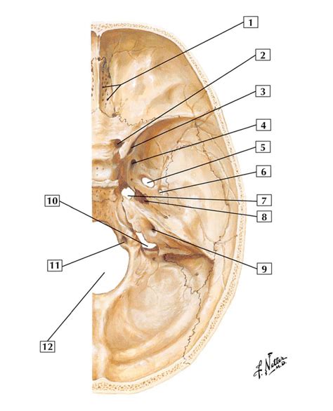 Foramina Of Cranial Base Diagram Quizlet