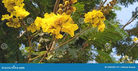 Peltophorum Pterocarpum Yellow Flametree Flowers Buds Stock Photo