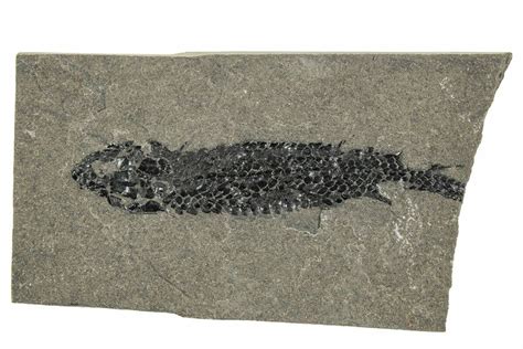 3" Devonian Lobed-Fin Fish (Osteolepis) Fossil - Scotland (#240753) For Sale - FossilEra.com