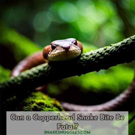 Can a Copperhead Kill You? Facts & Safety Tips to Stay Safe