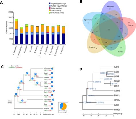 Gene Ontology Comparison Among Genomes Of Reindeer And Nine Mammalian Download Scientific